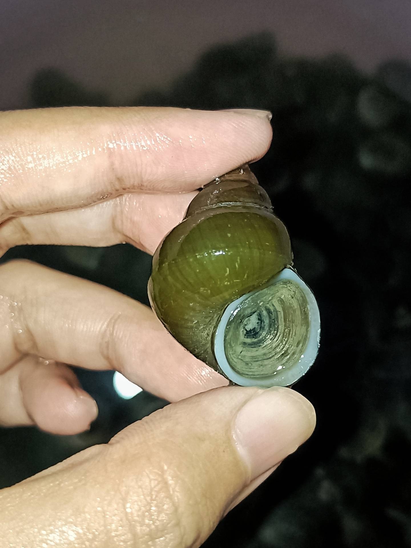 แกงคั่วหอยขม