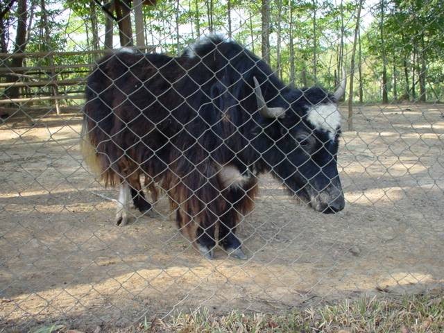 สวนสัตว์เปิดเขาค้อ