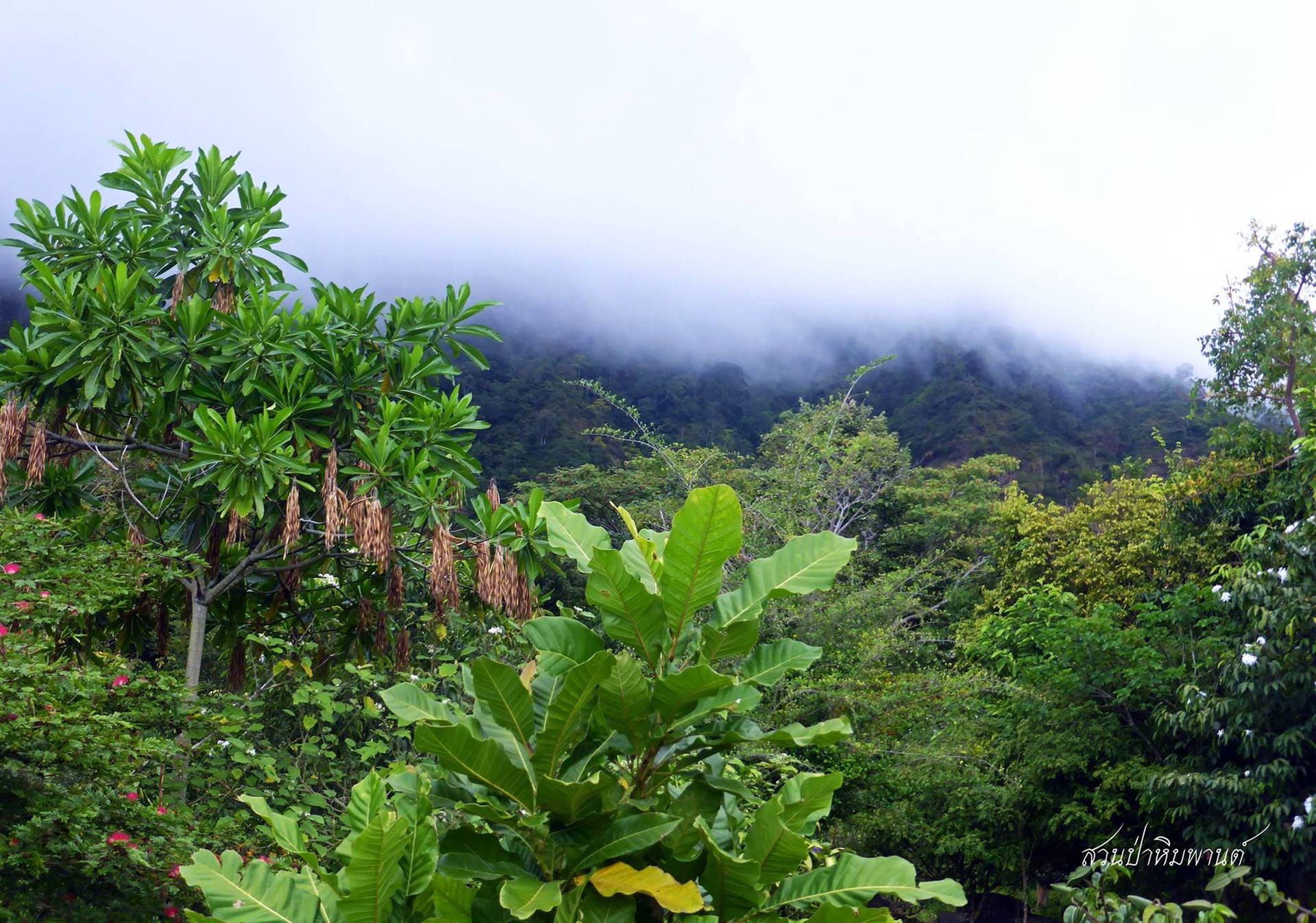 สวนป่าหิมพานต์