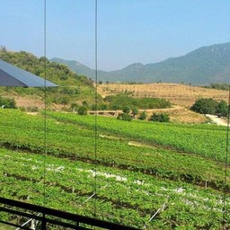 ไร่องุ่น