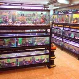 ทางร้านจำหน่ายอุปกรณ์ปลาและปลาสวยงามด้วย