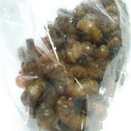 จั๊กจั่นน้อย