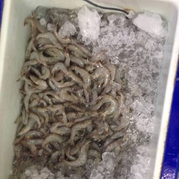 ร้านอาหารขอนแก่นกุ้งกระทะ