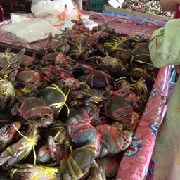 ปูตัวโต