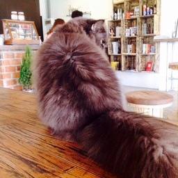 ข้าวตูคับ