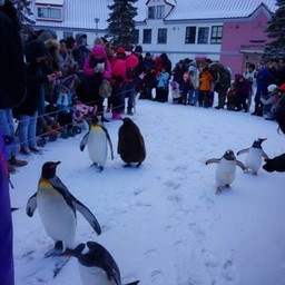 ทานเสร็จชมพาเรทน้องแพนกวิน