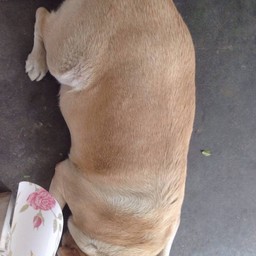 หมาอ้วน