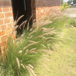 ดอกหญ้า