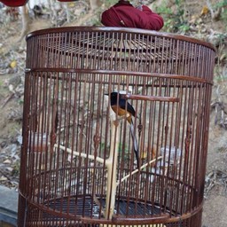 นกบินหลาของพี่ศักดิ์