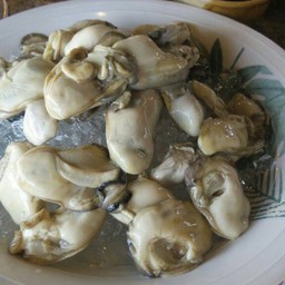 หอยนางรมสด