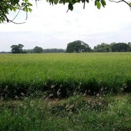 ชมทุ่งนา
