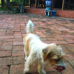 สุนัขที่เลี้ยงในบริเวณบ้านออกมาต้อนรับแขก