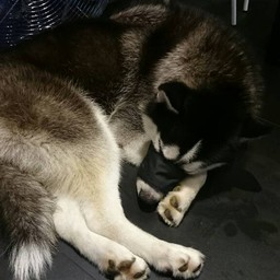 น้องเล็ก ธีโอดอล