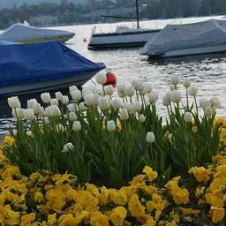 Zurich Lake