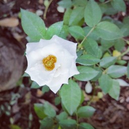 กุหลาบหินในสวน