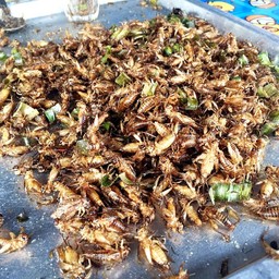 จิ้งหรีดทอด !!