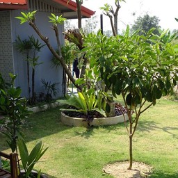 หลังร้าน