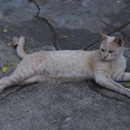 น้องเหมียวประจำร้าน