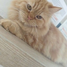 อีกสักรูปค่ะ ตัวนี้ก็น่ารักนะคะเเคมนุ่มเวอร์