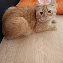 เกซ