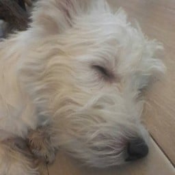 ฝันดีนะหนู ZZZzzz