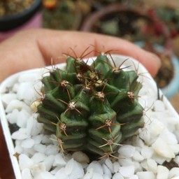 วันที่ 15 พค.59 กินร้อยเดียวได้ยิมโนมิฮา ฟรี