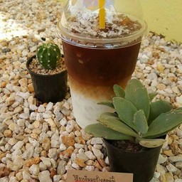 มอกใดคอฟฟี่ Mokdai Coffee