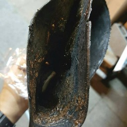 ส่องหากล้วย