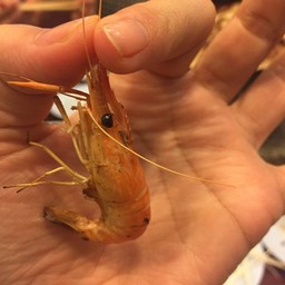 กุ้งจิ๋ว(อันนี้ไปตักไม่ทันเลยได้ตัวจิ๋ว แต่เค้าก็จะเติมให้เรื่อยๆ)