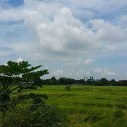 ทุ่งนา ด้านหลัง ...