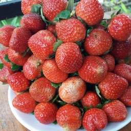 ผลผลิตทางการเกษตรอินทรีย์ที่ได้คุณภาพ