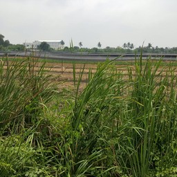 ริมสวนผัก