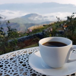 กาแฟม้าดอย