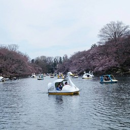 ซากุระยังไม่บานมาก