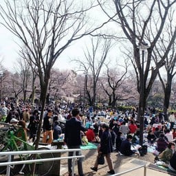 สวน Inokasira park วันอาทิตย์คนเยอะมาก