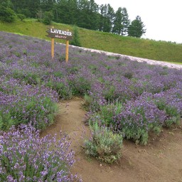 ด้านนอกร้านปลูกไว้เยอะเชียว​