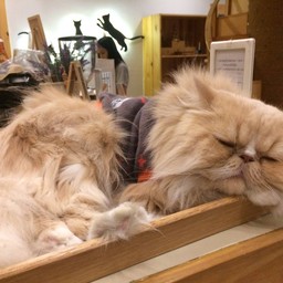 วันนี้หนูขอลาป่วย! 