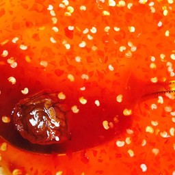 น้ำจิ้มไข่หมึก