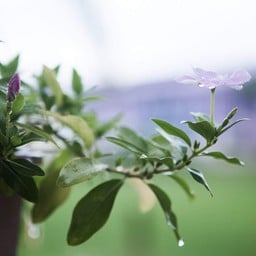 Beautiful Flower