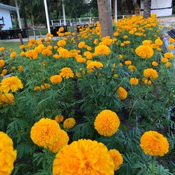 ดอกไม้ของพ่อ