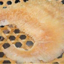 หูฉลามน้ำแดง