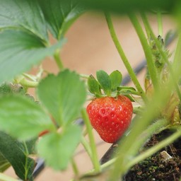 Strawberry Chang