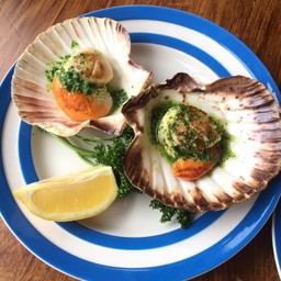 the scallop shell