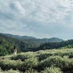 ทุ่งดอกเก๊กฮวย บ้านอมลอง