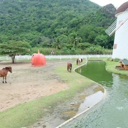 Swiss Sheep Farm