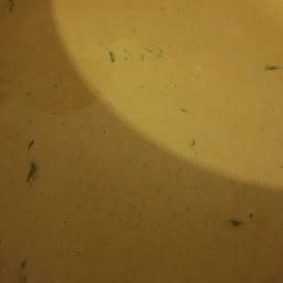 น้ำยาเปล่าไม่ไส่ปู60