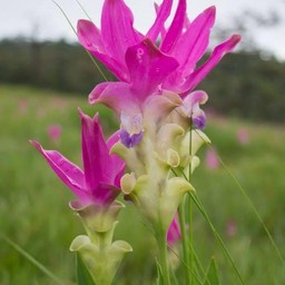 ดอกกระเจียว บัวสวรรค์