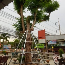 ต้นสะเดา