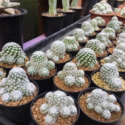 ตลาดธนบุรี (สนามหลวง 2)