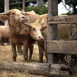 ศูนย์อนุรักษ์ควายไทย เขางาม